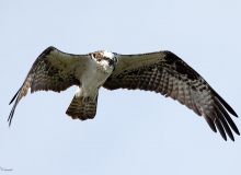 Osprey-Flight-1