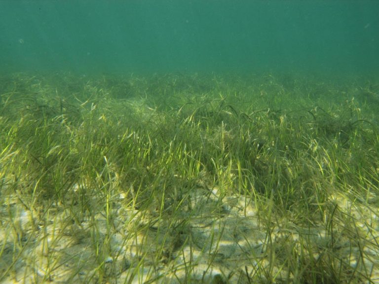 Seagrass Mapping and Monitoring - Loxahatchee River District